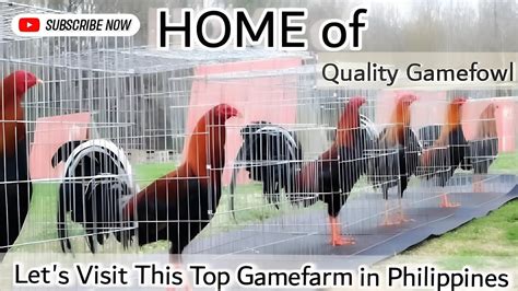 Episode 8: Gamefowl Feather Colors .